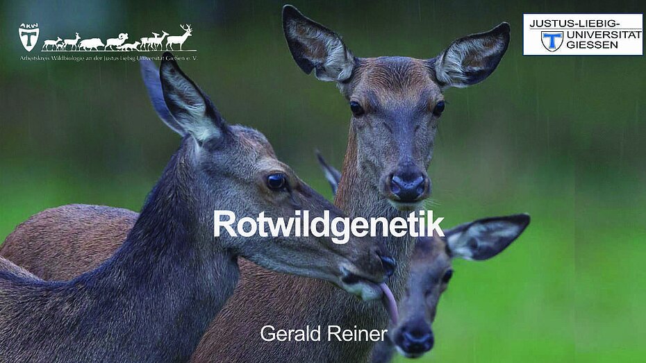 Rotwildgenetik